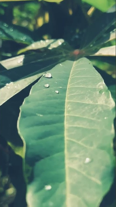 Butiran Embun Aesthetic View | story wa pagi hari