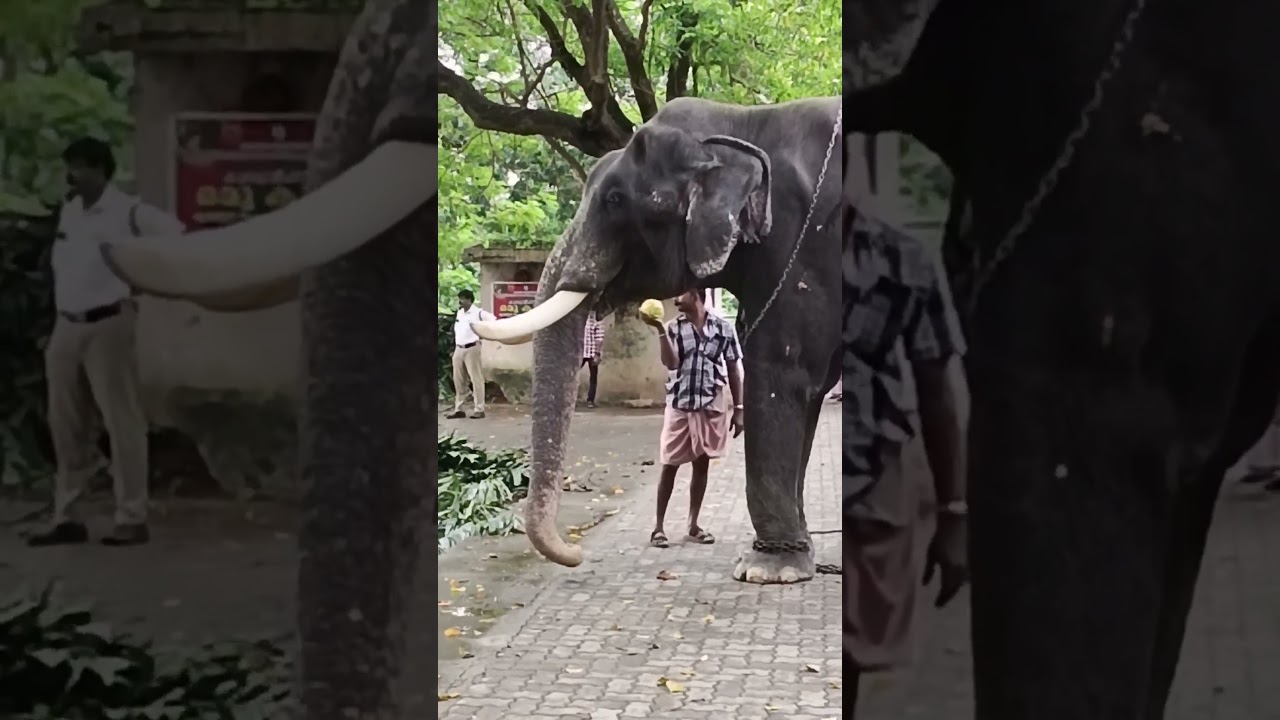 ആനക്ക് ചോറ് ഉരുട്ടി കൊടുക്കുന്നത് കണ്ടോ 😱😱😱#shortsfeed #shorts #viral