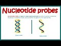Nucleotide probes  what are probes   application of probes in biotechnology  dna and rna probes