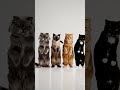 #cat #trending #cute #explore #dance #mrbeast #mrbeastgaming