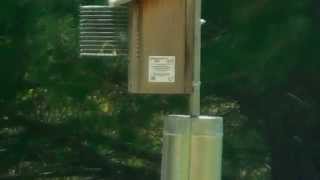 Woolwine House Bluebird Trail-Tree Swallows Want Eastern Bluebird Nestbox