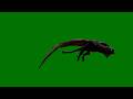 Free Green Screen Dragon Flying