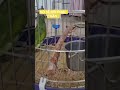 Nó có hồi phuck không?