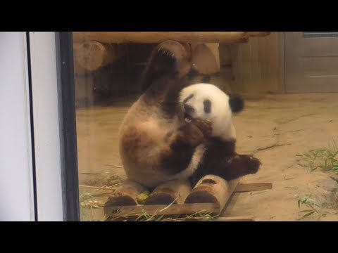 シャンシャン 小庭と室内を元気に往復　転がり回る　 2019/4/30 14時台上野動物園 ジャイアントパンダ
