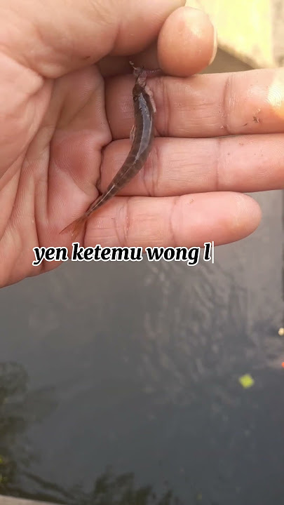 ndasku mumet,ndasmu piye?#mamcingliar #fishing #mancingceria #jorantegek #ikanuceng #katakatahariini
