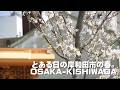 とある日の岸和田市の春。│OSAKA-KISHIWADA