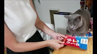 ママが読んでる途中の漫画をふてぶてしく潰す灰色猫。でも子供は苦手。