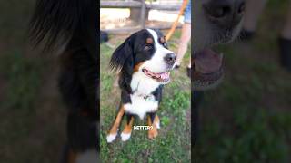 Meet Gracie, a 2.5-year-old Bernese Mountain dog! #bernese #dog