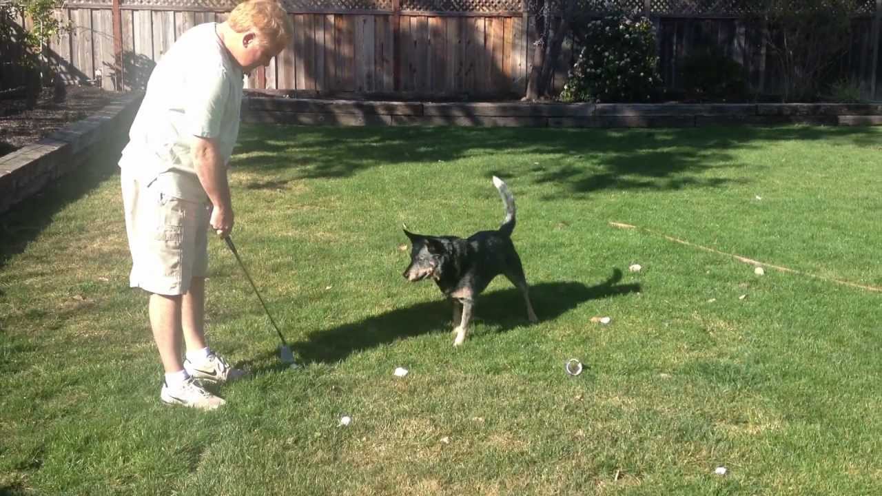 Dog Retrieving Golf Balls YouTube