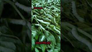 silk worm harvesting #farmers #ytshort #silkworm #रेशीम #silk #viral #silkworwormtocinderella #silk