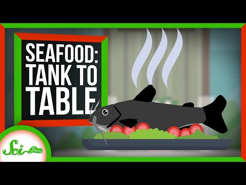 Tank to Table: How Scientists Make Bigger, Tastier Seafood thumbnail