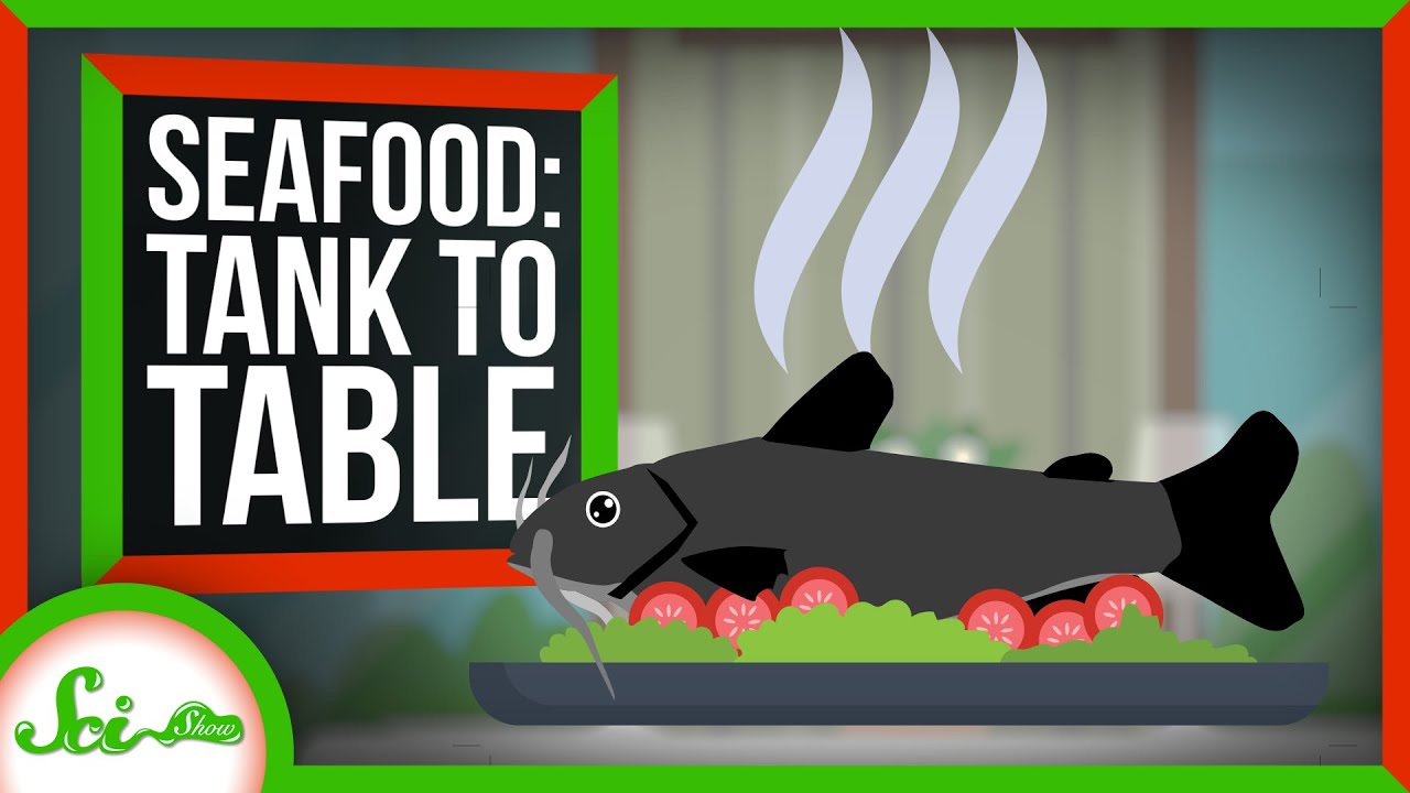 Tank to Table: How Scientists Make Bigger, Tastier Seafood
