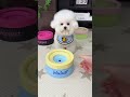Keeps water clean, reduces spills, and looks amazing at home ✨#shorts #doglife #dogbowl #dog