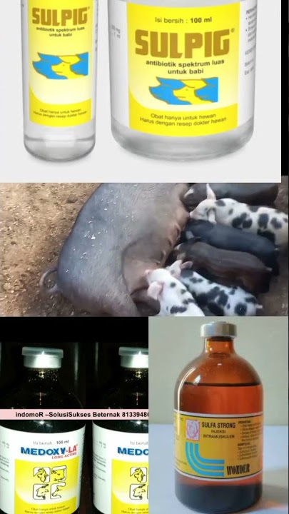 Antibiotik paling bagus untuk anak babi