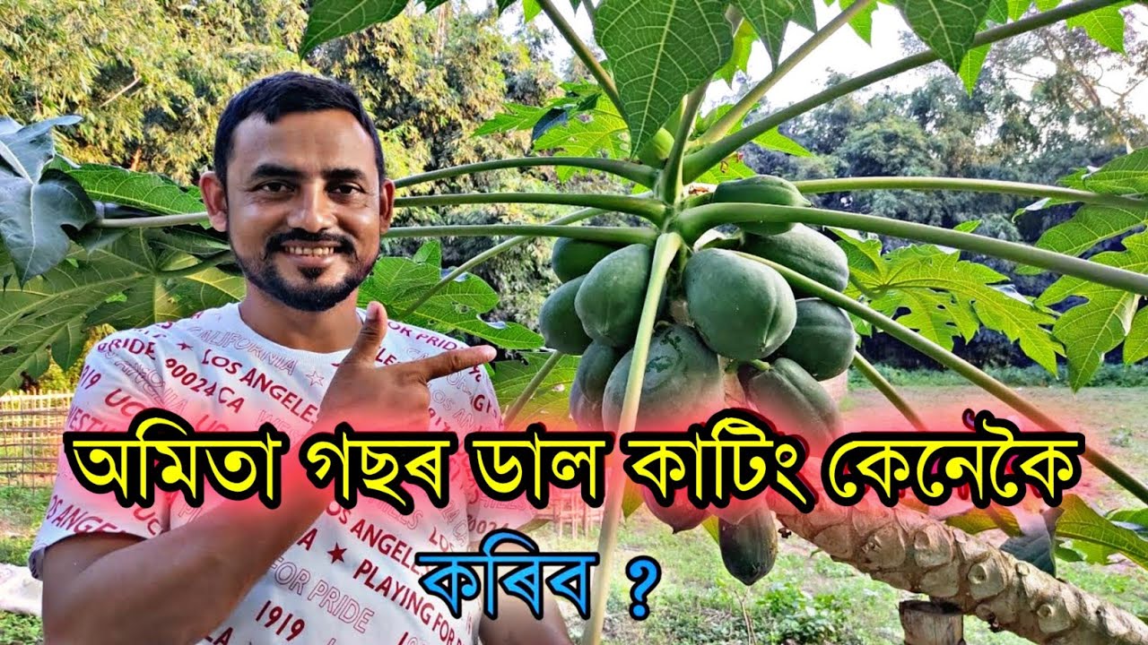 Amita kheti in assam