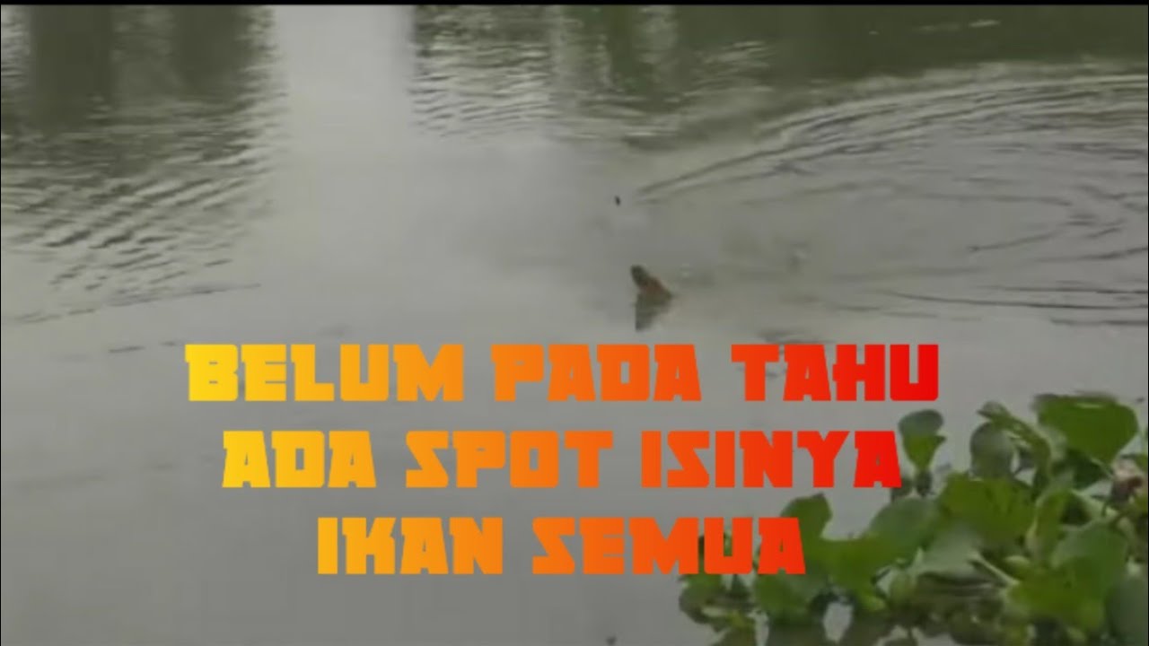 MANCING BORONGAN IKAN BAWAL DI BORONG 3 ORANG
