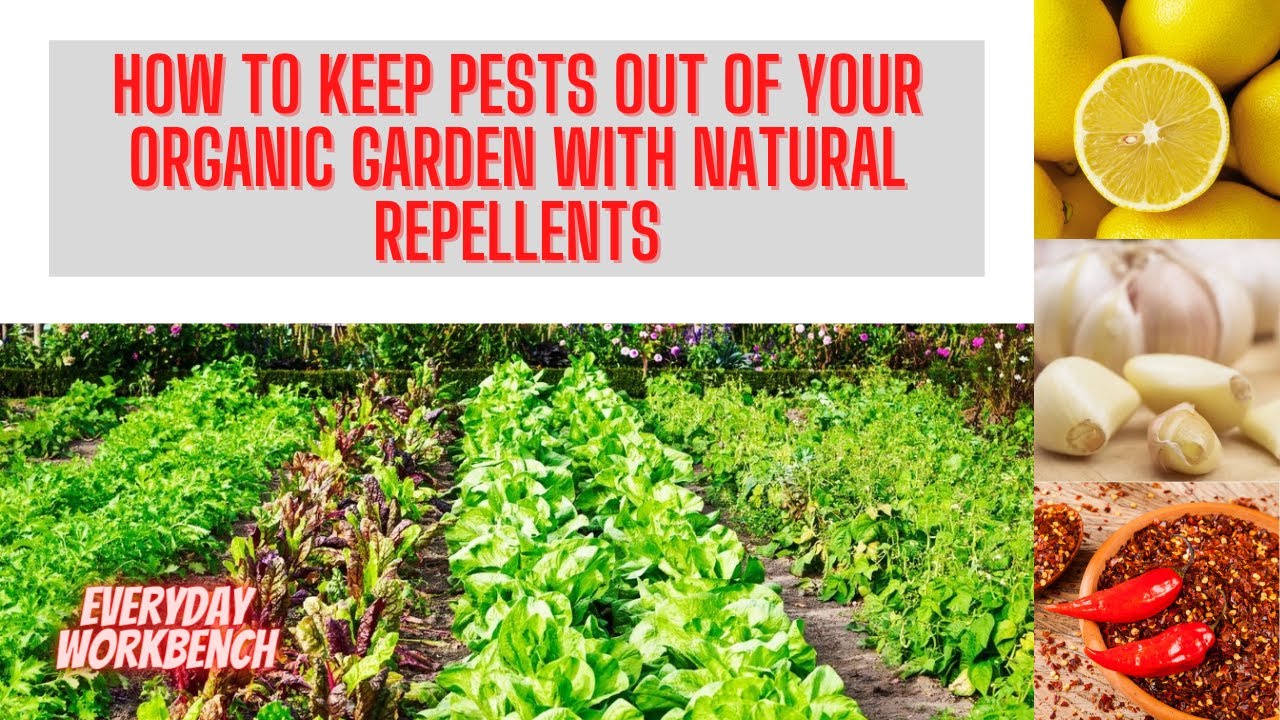 Using garlic repellent clips and other natural repellent in your