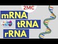 mRNA, tRNA, and rRNA function | Types of RNA