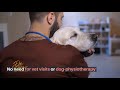 Curing Dog Separation Anxiety Quickly chrome extension