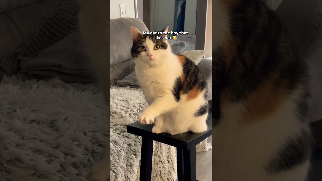 POV: she’s just a girl 😂❤️ #cat #girl