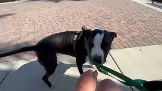 Reactive Dogs & Triggers: Other Owners & Body Language