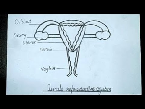Easy trick to draw Female Reproductive System Class 10 - YouTube