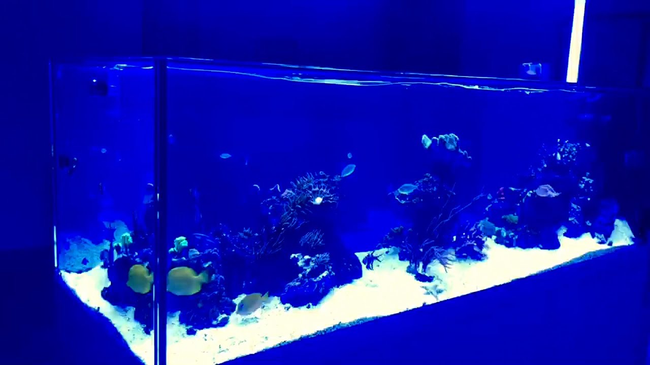 ProStar Rimless 230 Peninsula White from Start to Finish, Kevin’s Tank Journey