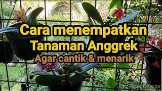 Cara Menempatkan Tanaman Anggrek agar Cantik & Menarik.