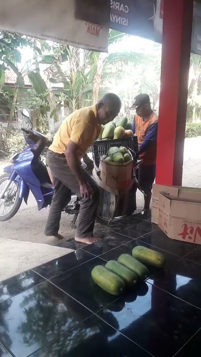 gandul gandul nangka tok..