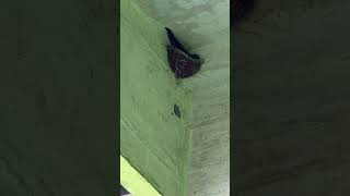 Watching a Swallow Bird Incubating Eggs in Balcony Ceiling Nest! #iphone17promax #swallowincubation
