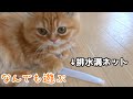 1人プロレスしちゃうほど元気な【マンチカンの子猫】/Munchkin, a kitten that is so energetic that one person wrestles