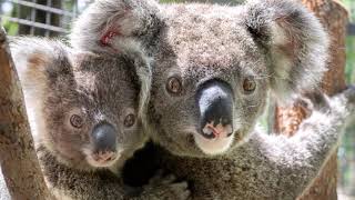 2023 a year in the life of 'Friends of the Koala'