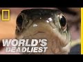 Shrew vs. Snake | World's Deadliest