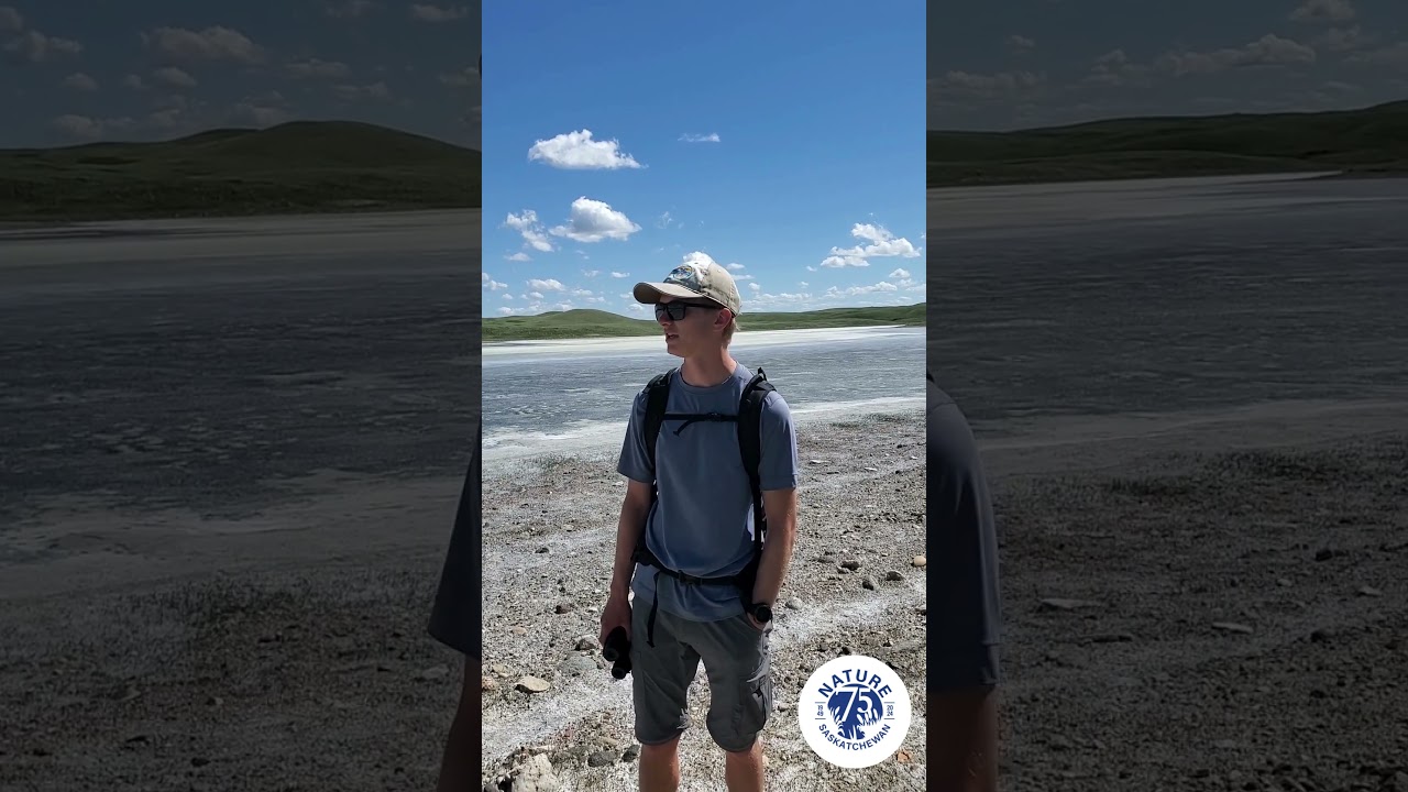 Learn about Piping Plover surveys in Saskatchewan