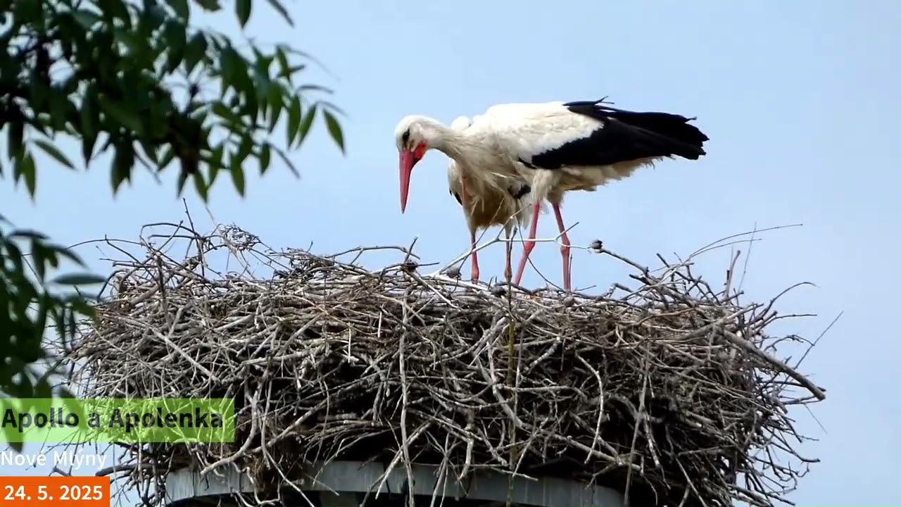 Na hnízdě v Nových Mlýnech panuje pohoda, náš jedináček Nova má dva týdny, další vejce se nevylíhla🐤