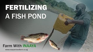 How To Fertilize A Fish Pond & its Benefits