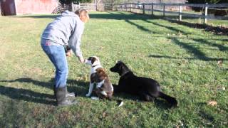 Rescue pup - Asia is a mix lab, hound mix.  Available:  Jan 3