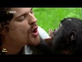 The Bonobos Ape Documentary