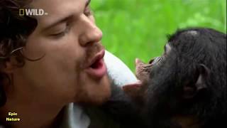 The Bonobos Ape Documentary