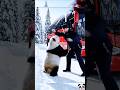 Hero on Ice: A Panda’s Brave Moment 🐼❄️ #shorts #panda #motivation