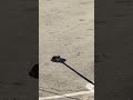 Cat Sits in Pole's Shade to Beat Heat