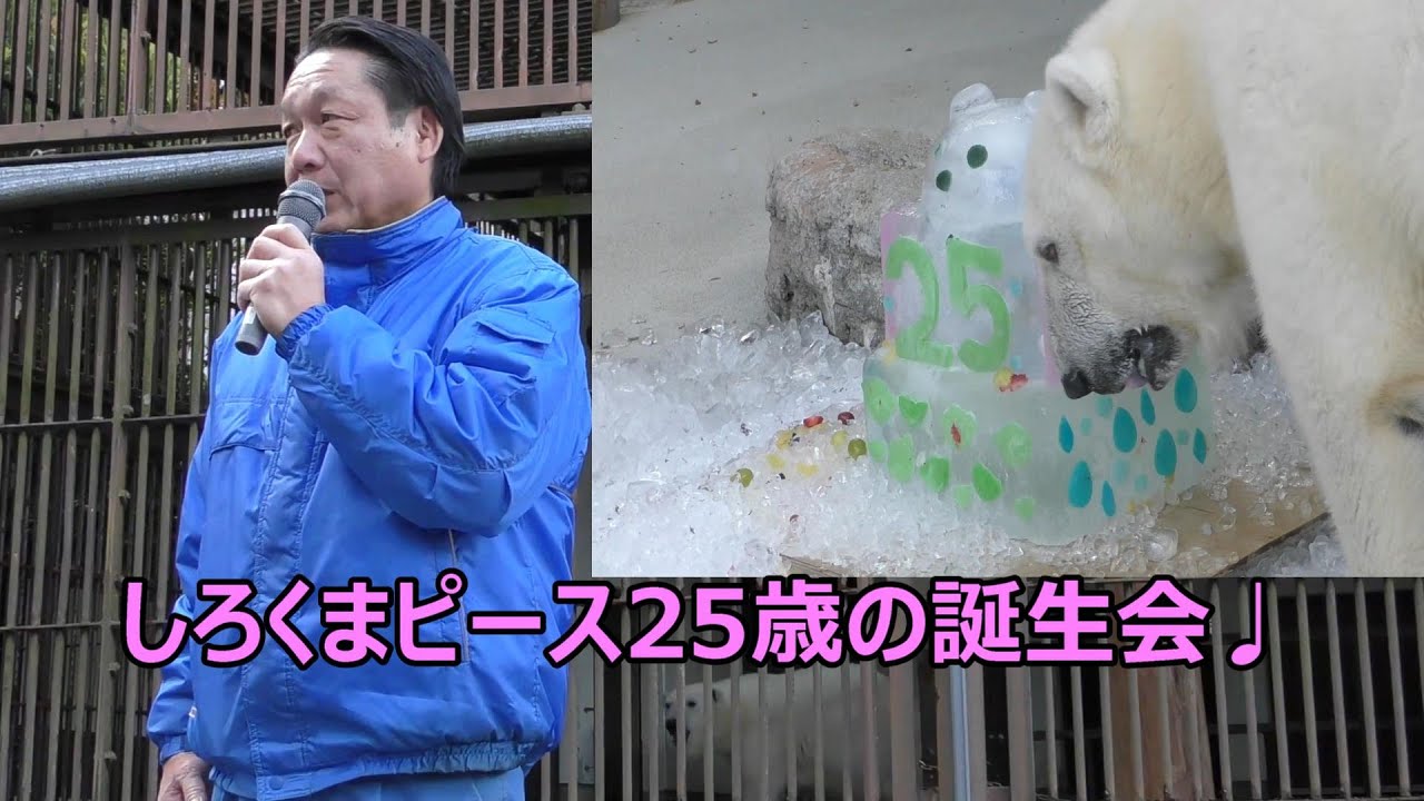 【生きる伝説】しろくまピース25歳のお誕生会☆彡とべ動物園にて