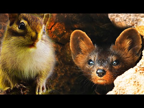 Video: Cedro Siberiano