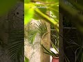 #birds #bird #pajaros #plomería #garden #jardin #nature #naturelovers #beachclub #cozumel #mexico