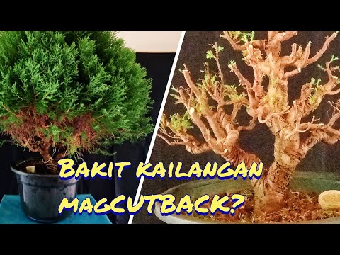 Paano Magbonsai | Bonsai Basics(CUTBACK)  7-year old Cypress