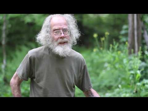 Video: What Is A Woad Plant - How To Grow Woad Plant In The Garden