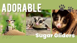 Adorable Sugar Gliders   A Video Compilation of These Adorable Animals.  Safe for all ages.