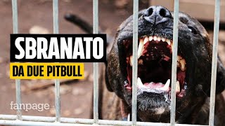 Bimbo ucciso dai pitbull a Eboli: “Sembravano impazziti, lo hanno strappato dalle braccia dello zio”