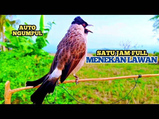 Suara Burung KUTILANG GACOR Durasi Full 1Jam  Untuk Memikat Kutilang Liar Auto Mendekat class=