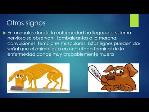 Video: El Virus Del Moquillo Canino En Movimiento, Y También Saltando Del Barco